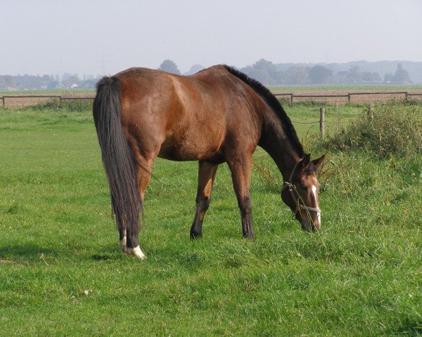 horse Wum 94 (Hanoverian, 1989, from Wagner)