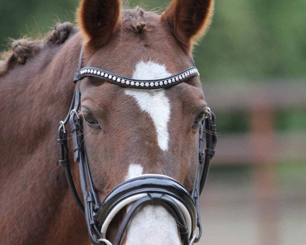 Zuchtstute Melli's Japril (Deutsches Reitpony, 1996, von Aratoss)
