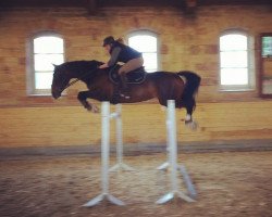 broodmare Faith in Pleasure (Hanoverian, 2006, from Forsyth)