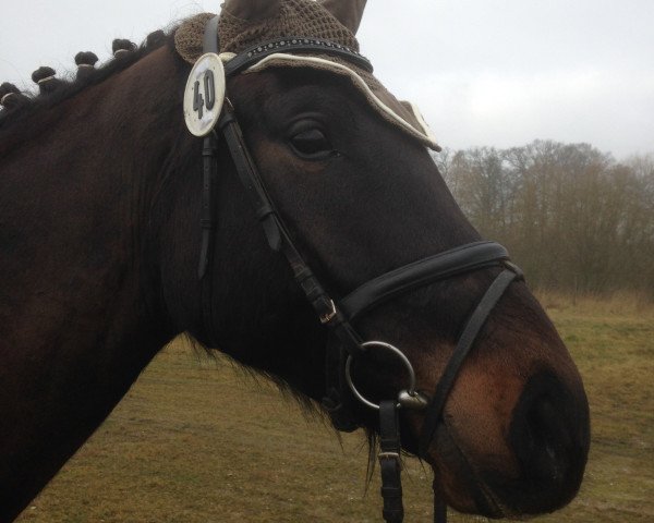 Springpferd Chivago U (Westfale, 2010, von Cornet Fever)