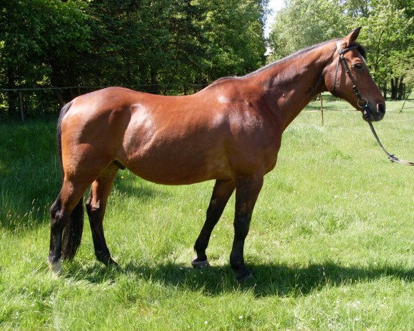 Pferd Frederic Cp (Westfale, 1985, von Francisco I) Pferd Frederic Cp (Westfale, 1985, von Francisco I)