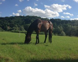 dressage horse Fantastico 55 (Rhinelander, 2008, from Farewell III)