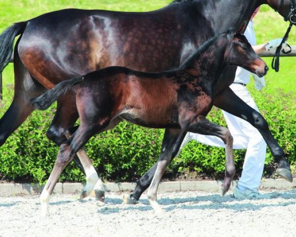horse Fürstin Rubina (Bavarian, 2014, from Tannenhof's Fahrenheit)