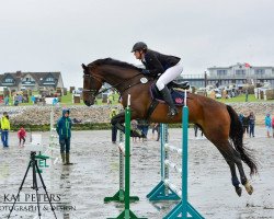jumper Calinka's Chelsea (German Sport Horse, 2008, from Corde Lamour)