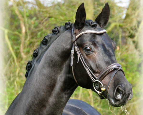 dressage horse Paolo Negro (Oldenburg, 2006, from Painted Black)