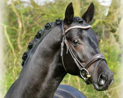 dressage horse Paolo Negro (Oldenburg, 2006, from Painted Black)