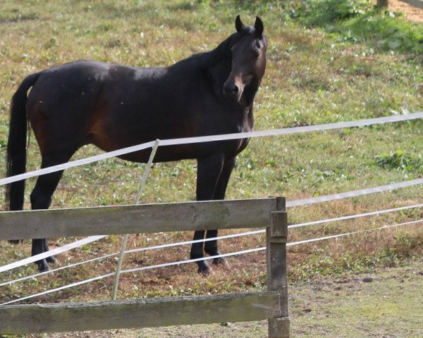 broodmare Sunrise (Westphalian, 2008, from Sandreo)