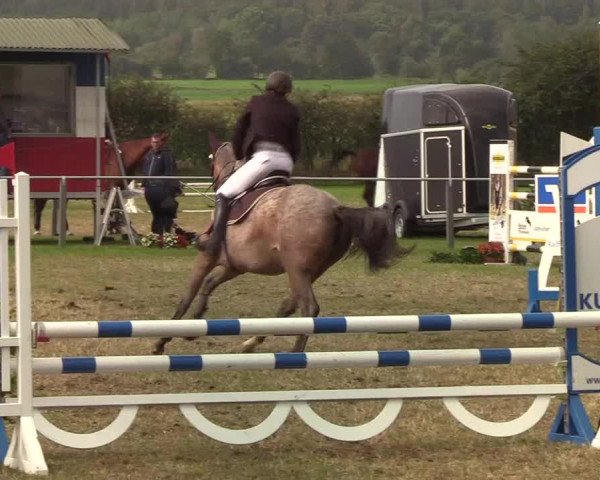 Reitturnier Behrendorf 2019