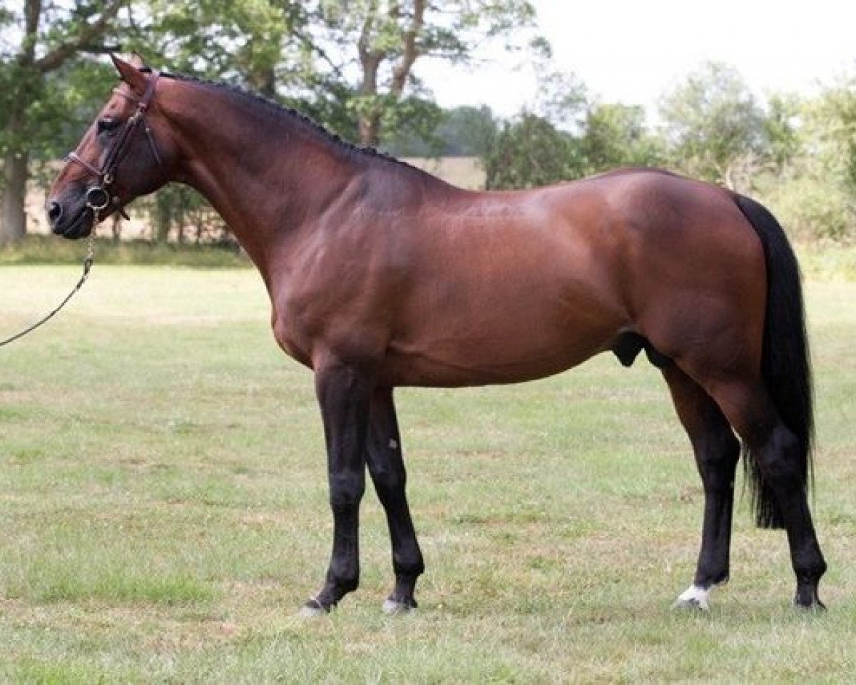 stallion Kepi D'Elle (Selle Français, 1998, from Royal Feu)