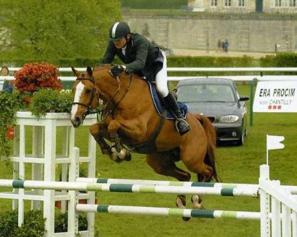 stallion Hortensia D’elle (Selle Français, 1995, from Bayard d'Elle)