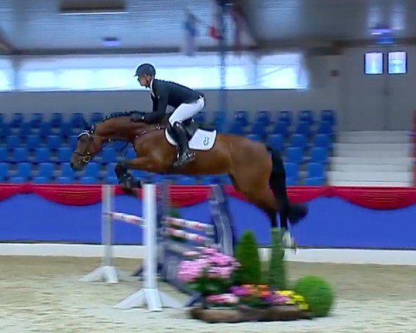 horse Calimax (Oldenburg show jumper, 2011, from Califax)
