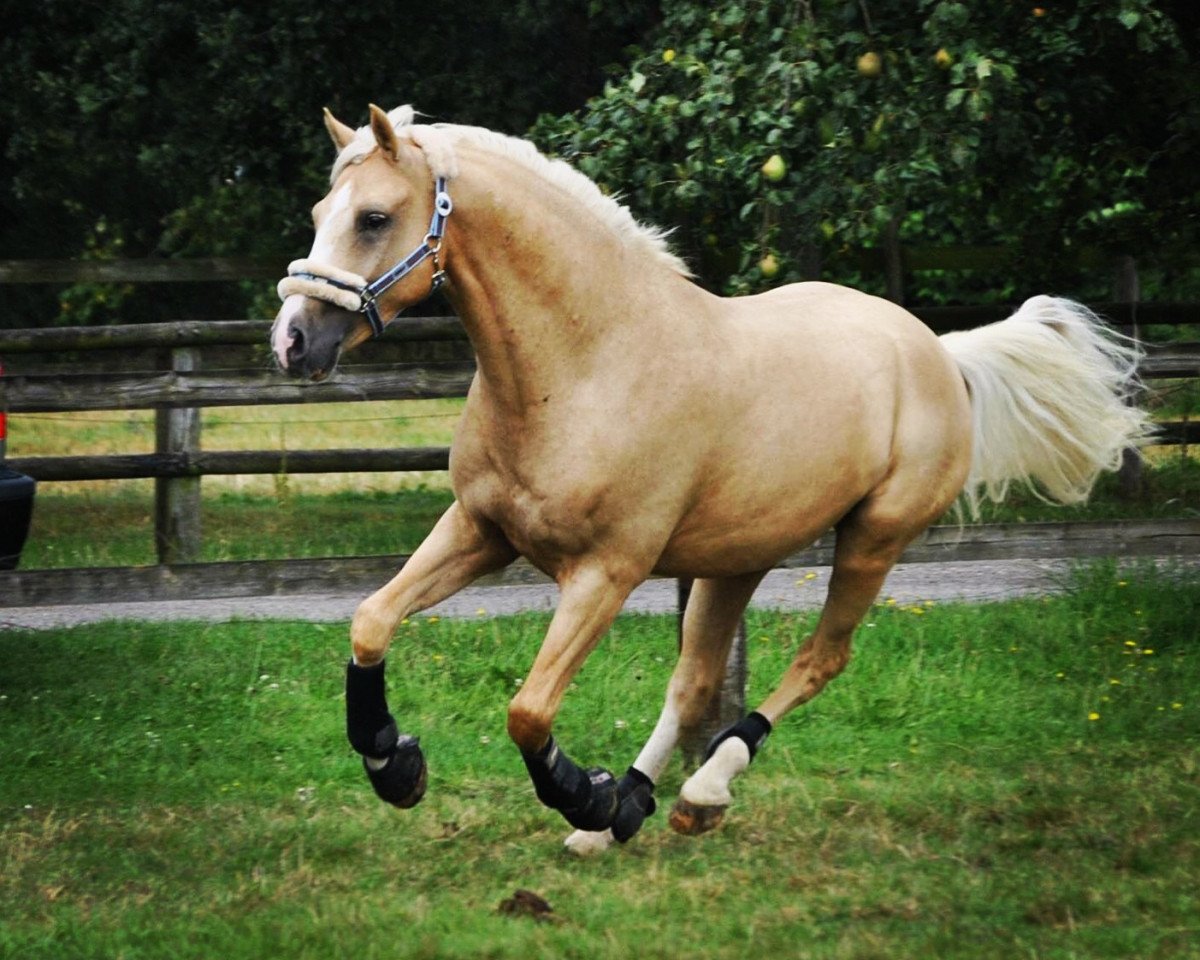 dressage horse Cracker Gold D (German Riding Pony, 2012, from FS Cracker Jack)