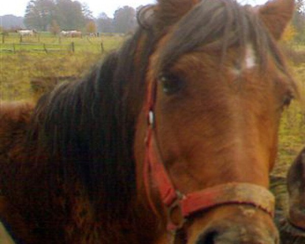 Zuchtstute Birka (Deutsches Reitpony, 1977, von Morys)