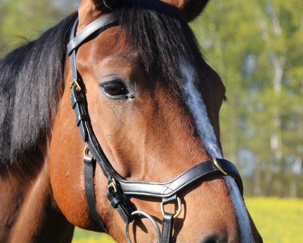 Dressurpferd Ready to Fly 15 (Hannoveraner, 2009, von Royal Blend)