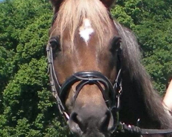 Dressurpferd Gary Cooper 14 (Deutsches Reitpony, 2001, von Galant)