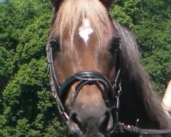 Dressurpferd Gary Cooper 14 (Deutsches Reitpony, 2001, von Galant)