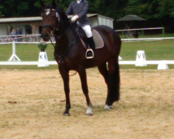 broodmare Cascada 53 (Hanoverian, 2007, from Count Grannus) broodmare Cascada 53 (Hanoverian, 2007, from Count Grannus)