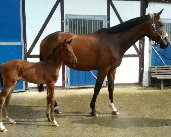 Pferd Sir Wego (Zangersheide Reitpferd, 2016, von Sir Obolensky Z)
