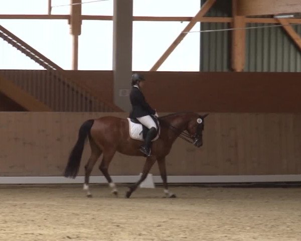 Reitturnier Grafenrheinfeld 2019