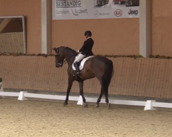 Reitturnier Grafenrheinfeld 2019
