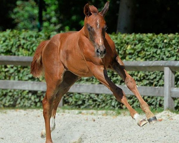 Pferd Ding Dong (Zangersheide Reitpferd, 2014, von Diamant de Semilly)