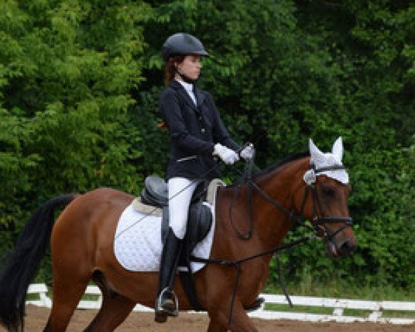dressage horse Nino (German Riding Pony, 2006, from Night-Dream)