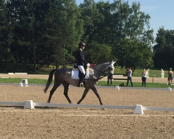 dressage horse Espri (Trakehner, 2011, from Elfado)