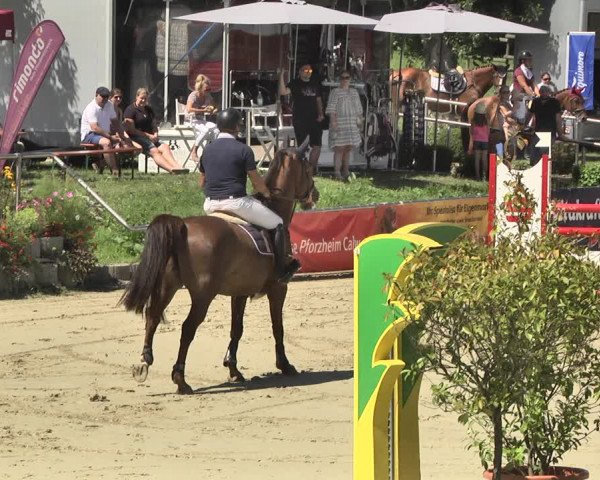 Reitturnier Oberderdingen 2019