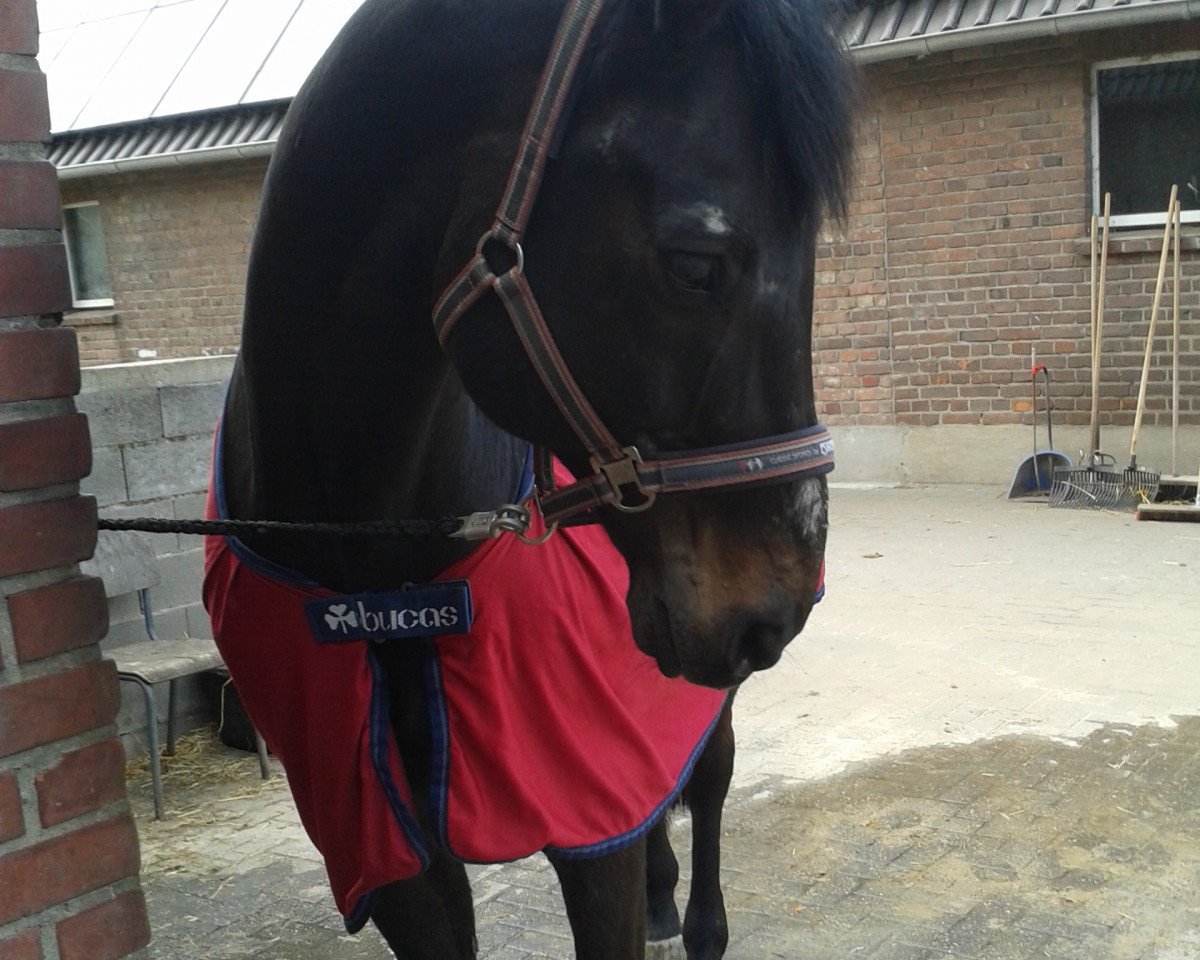 Caballo Gitano Negro (Hannoveriano, 1994, de Gluecksgriff)