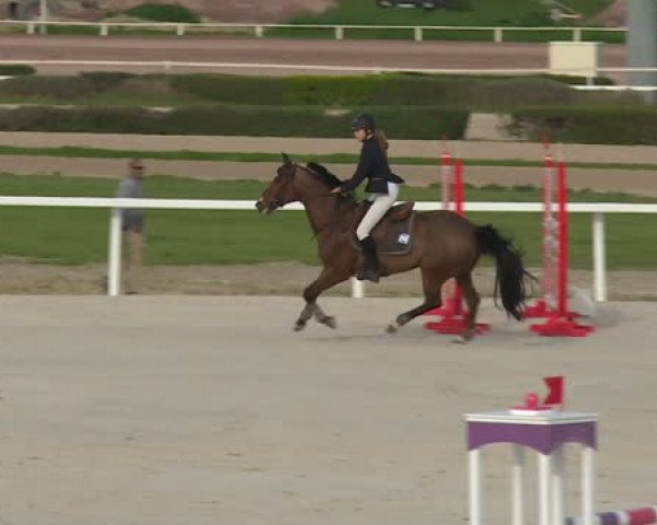 broodmare Resozana de Cartigny (Selle Français, 2005, from Germino d'Elle)