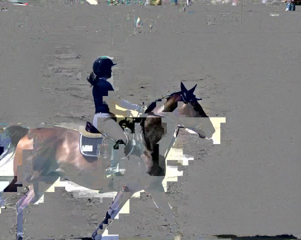 Reitturnier Oberderdingen 2019