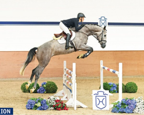 jumper Palm Beach 33 (Holsteiner, 2012, from Zirocco Blue)