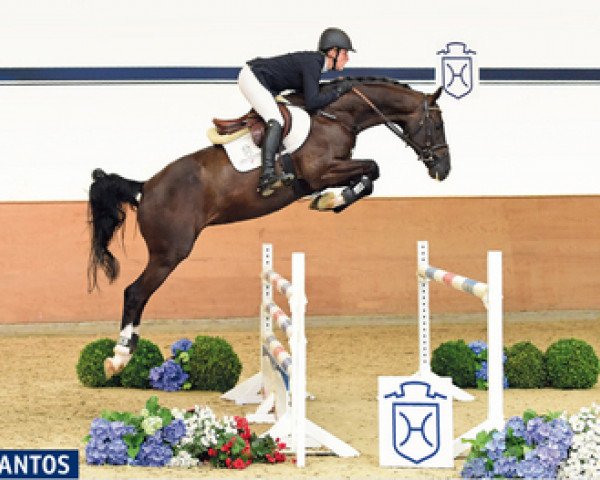 jumper Diavantos (Holsteiner, 2011, from Diarado)