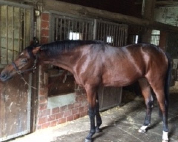 Pferd Lord Werner (Westfale, 2013, von Love Me)