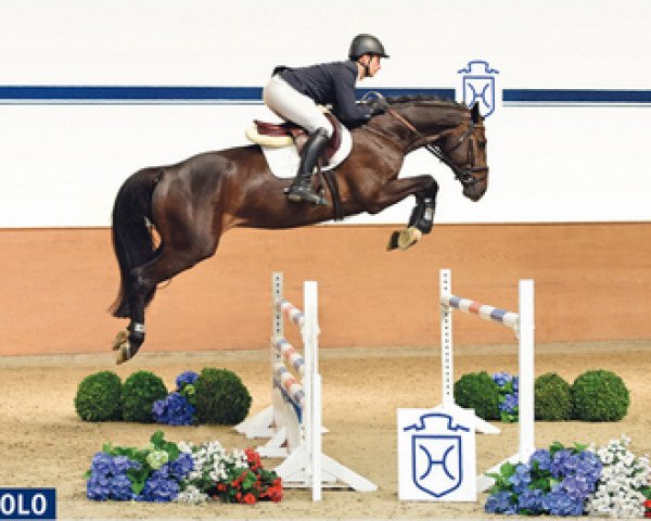 horse Diabolo (Holsteiner, 2012, from Diarado)