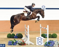 Pferd Diabolo (Holsteiner, 2012, von Diarado)