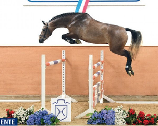 horse Charente Cc (Holsteiner, 2013, from Crunch 3)