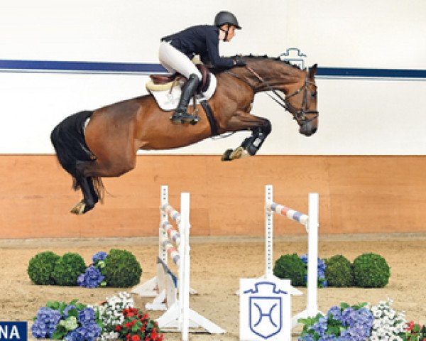 broodmare Parodie 362 (Holsteiner, 2010, from Connor 48)