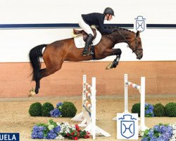broodmare Daytona I (Holsteiner, 2011, from Connor 48)