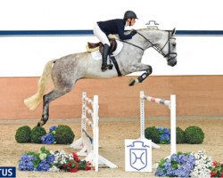 jumper Clint of Hera (Holsteiner, 2011, from Clinton H)
