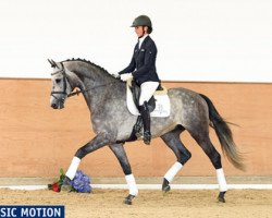 Pferd Classic Motion (Holsteiner, 2012, von Clarimo Ask)