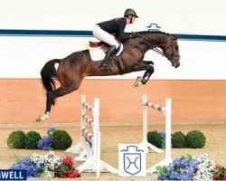 Springpferd Cromwell 34 (Holsteiner, 2011, von Casall Ask)