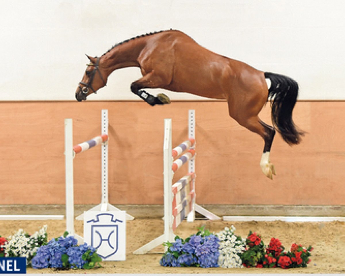 Springpferd Chanel (Holsteiner, 2013, von Casall Ask)