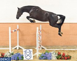 jumper Elvita (Holsteiner, 2012, from Casall Ask)
