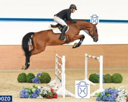 jumper Cardozo 2 (Holsteiner, 2010, from Caretino)