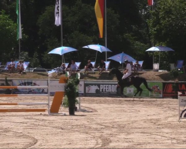 Reitturnier Görlitz 2019