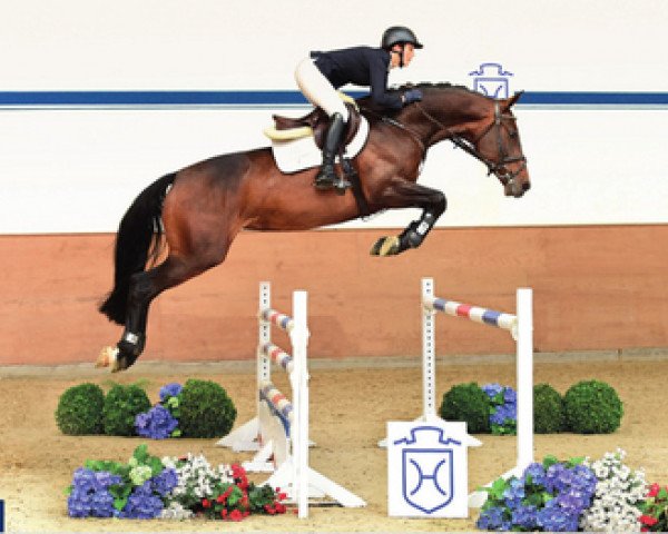 jumper Coco 288 (Holsteiner, 2010, from Cancara)