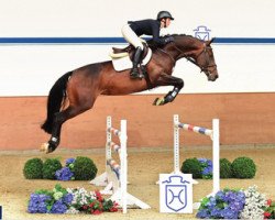 jumper Coco 288 (Holsteiner, 2010, from Cancara)