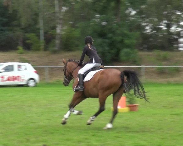 Reitturnier Gardelegen 2019