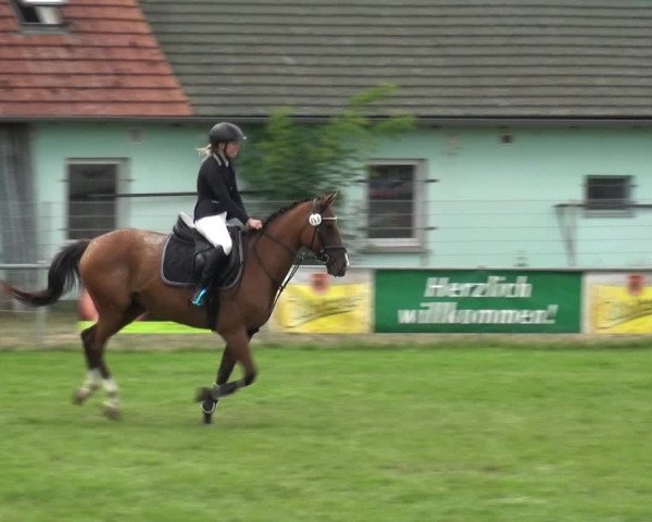 Reitturnier Gardelegen 2019